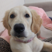 Golden Retriever, Köpek  Lokum fotoğrafı