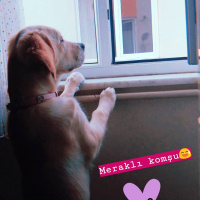 Golden Retriever, Köpek  Lokum fotoğrafı