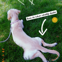 Golden Retriever, Köpek  Lokum fotoğrafı