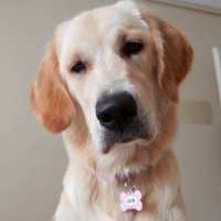Golden Retriever, Köpek  Lokum fotoğrafı