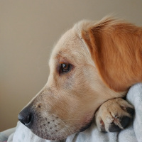 Golden Retriever, Köpek  Lokum fotoğrafı
