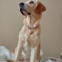 Golden Retriever, Köpek  Lokum fotoğrafı