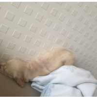 Golden Retriever, Köpek  Lokum fotoğrafı
