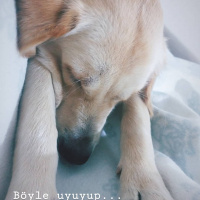 Golden Retriever, Köpek  Lokum fotoğrafı