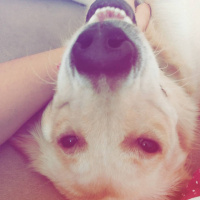 Golden Retriever, Köpek  Lokum fotoğrafı