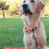 Golden Retriever, Köpek  Lokum fotoğrafı
