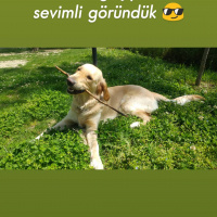 Golden Retriever, Köpek  Lokum fotoğrafı