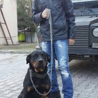 Rottweiler, Köpek  Maxie fotoğrafı