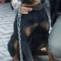 Rottweiler, Köpek  Maxie fotoğrafı