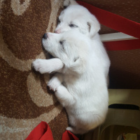 Sokö (Sokak Köpeği), Köpek  Papi .sucre fotoğrafı