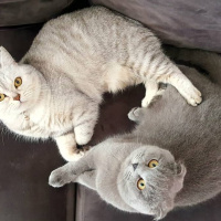British Shorthair, Kedi  Çakıl fotoğrafı