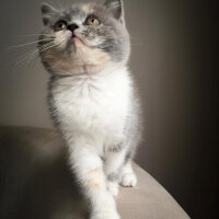 British Shorthair, Kedi  Ceku fotoğrafı