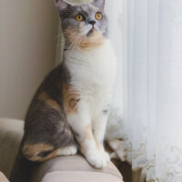 British Shorthair, Kedi  Ceku fotoğrafı