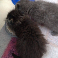 British Shorthair, Kedi  Rüzgar fotoğrafı