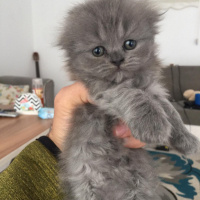 Scottish Fold, Kedi  Milka fotoğrafı