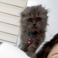 Scottish Fold, Kedi  Milka fotoğrafı