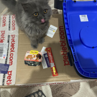Scottish Fold, Kedi  Milka fotoğrafı