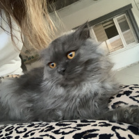 Scottish Fold, Kedi  Milka fotoğrafı