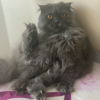 Scottish Fold, Kedi  Milka fotoğrafı