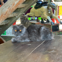 Scottish Fold, Kedi  Milka fotoğrafı