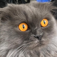 Scottish Fold, Kedi  Milka fotoğrafı