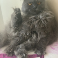 Scottish Fold, Kedi  Milka fotoğrafı