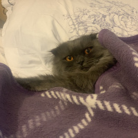 Scottish Fold, Kedi  Milka fotoğrafı
