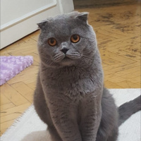 Scottish Fold, Kedi  duman fotoğrafı