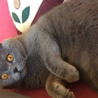 Scottish Fold, Kedi  duman fotoğrafı