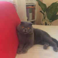Scottish Fold, Kedi  duman fotoğrafı