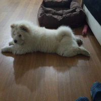 Chow Chow (çin Aslanı), Köpek  LEON fotoğrafı