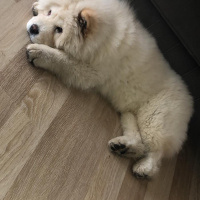 Chow Chow (çin Aslanı), Köpek  LEON fotoğrafı