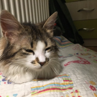 Tekir Kedi, Kedi  Maya fotoğrafı