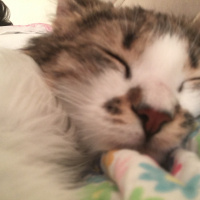 Tekir Kedi, Kedi  Maya fotoğrafı