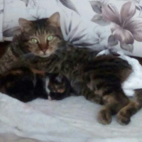 Tekir Kedi, Kedi  Çiko fotoğrafı