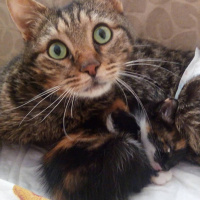 Tekir Kedi, Kedi  Çiko fotoğrafı