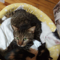 Tekir Kedi, Kedi  Çiko fotoğrafı