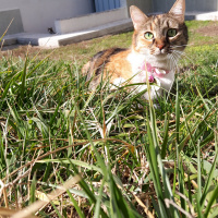 Tekir Kedi, Kedi  Bidik fotoğrafı