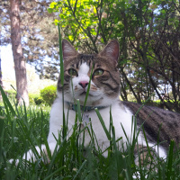 Tekir Kedi, Kedi  Bidik fotoğrafı