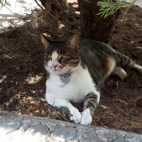 Tekir Kedi, Kedi  Bidik fotoğrafı