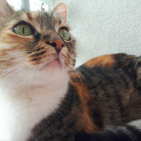 Tekir Kedi, Kedi  Bidik fotoğrafı