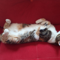 Tekir Kedi, Kedi  Bidik fotoğrafı