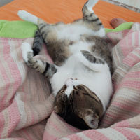 Tekir Kedi, Kedi  Bidik fotoğrafı