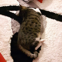 Tekir Kedi, Kedi  Bidik fotoğrafı
