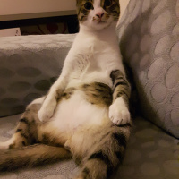 Tekir Kedi, Kedi  Bidik fotoğrafı