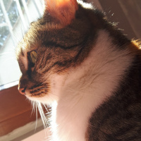 Tekir Kedi, Kedi  Bidik fotoğrafı
