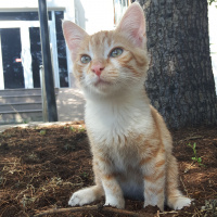 Tekir Kedi, Kedi  Bidik fotoğrafı