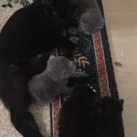 Scottish Fold, Kedi  Çiko fotoğrafı