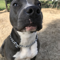 Amerikan Staffordshire Terrier, Köpek  Norah - Bluenose fotoğrafı