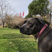 Amerikan Staffordshire Terrier, Köpek  Norah - Bluenose fotoğrafı